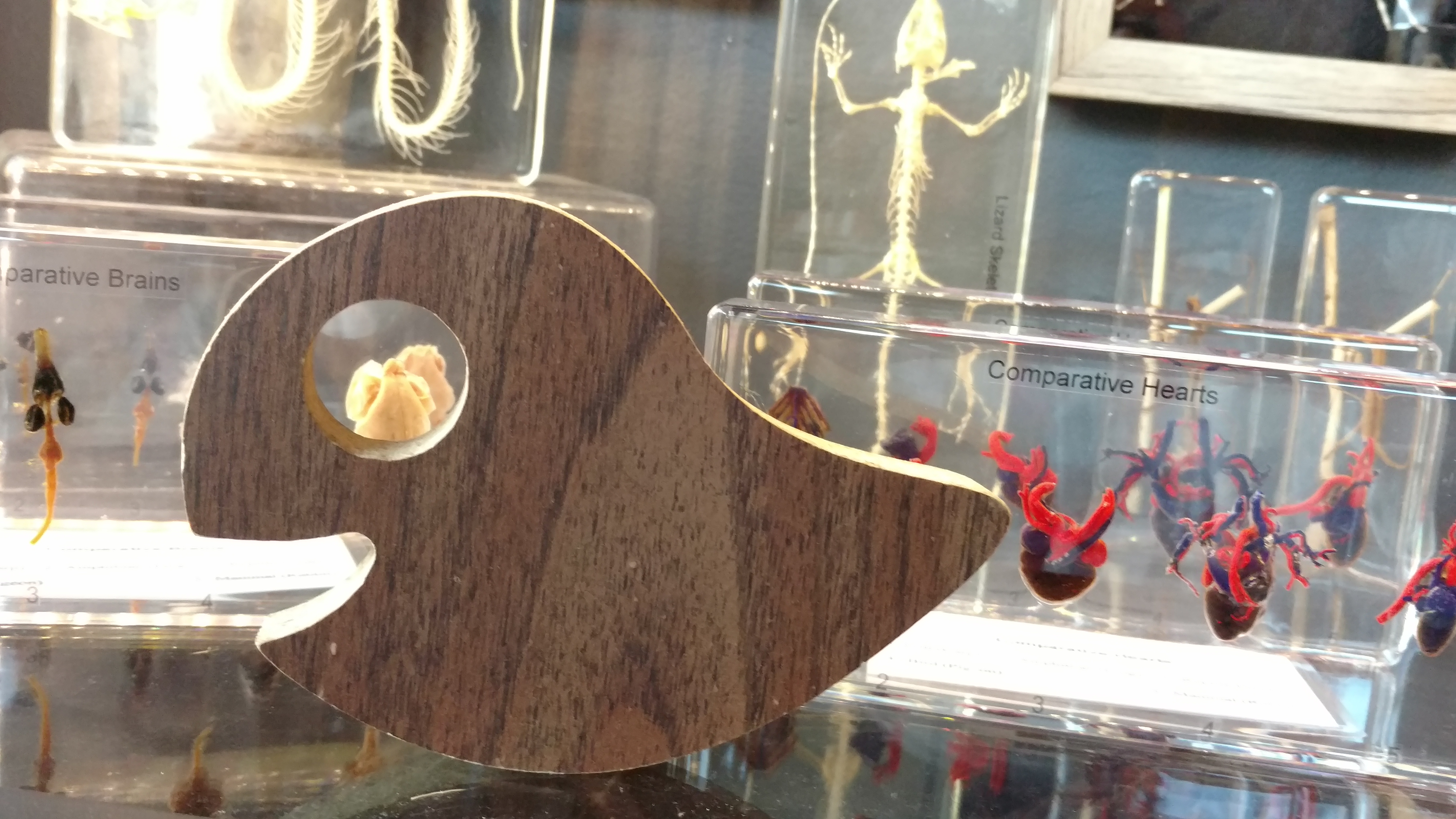 Weji planchette with comparative anatomy specimens